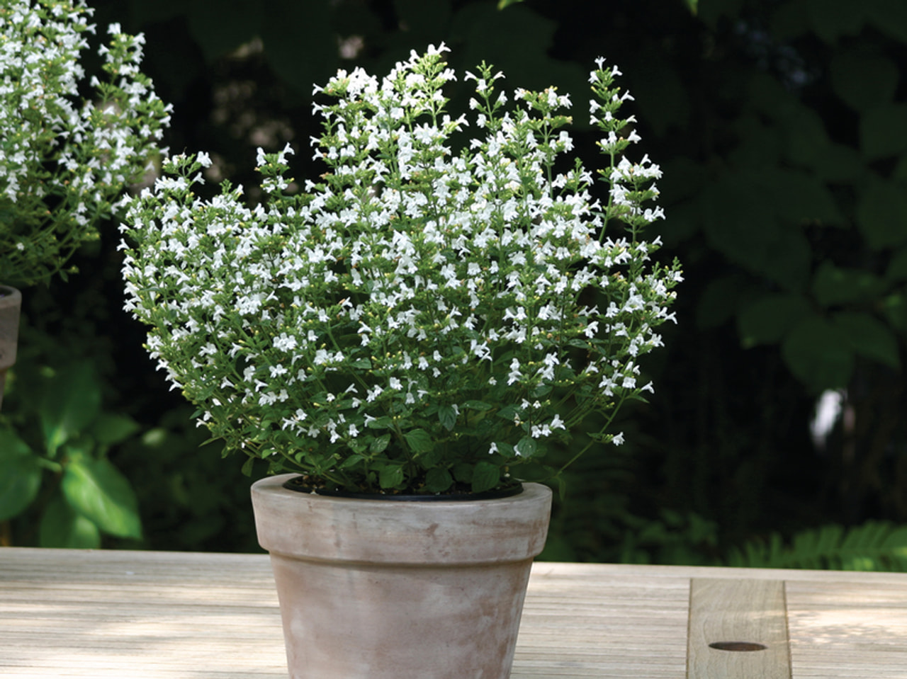 Kivikkynteli Marvelette White, Loukykvět