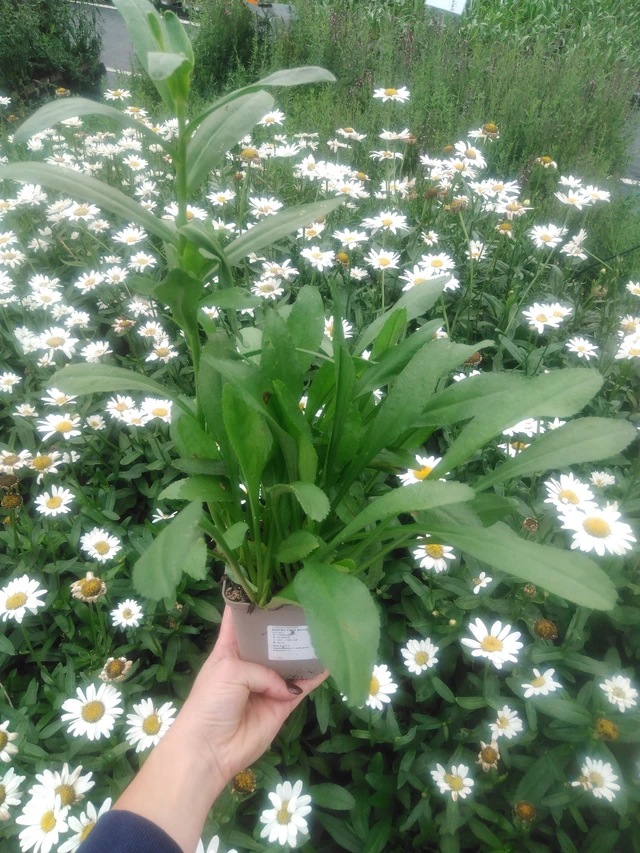 Härjasilm Becky - 2024