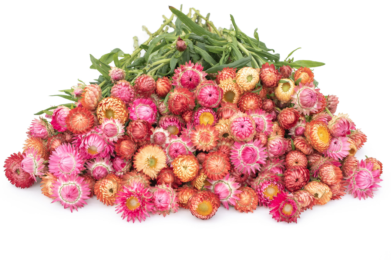 Strawflower Peach Blossom Mix, Loukykvět