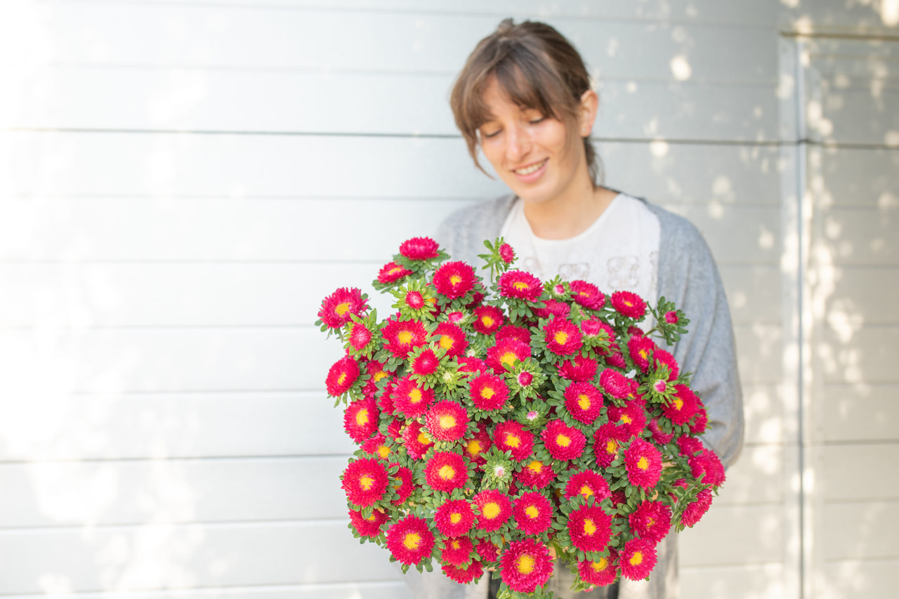 Kiinanasteri Matsumoto Scarlet, Loukykvět