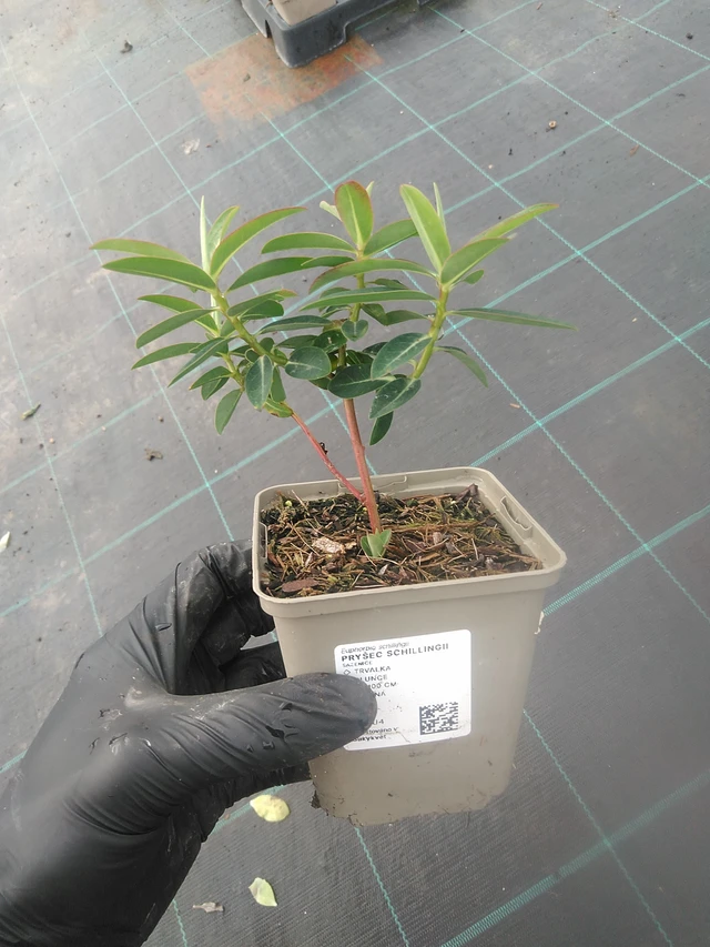 Euforbia schillingii - 13. 10. 2025