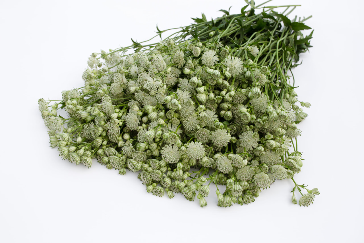 Tähtiputki Shaggy, Loukykvět