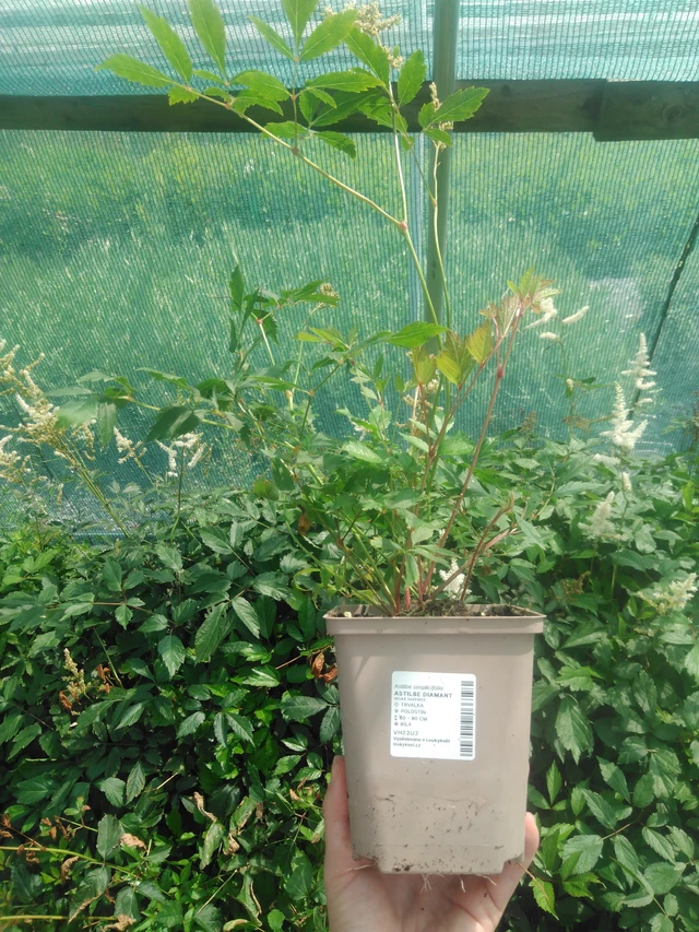 Jaloangervo Diamant - 2024