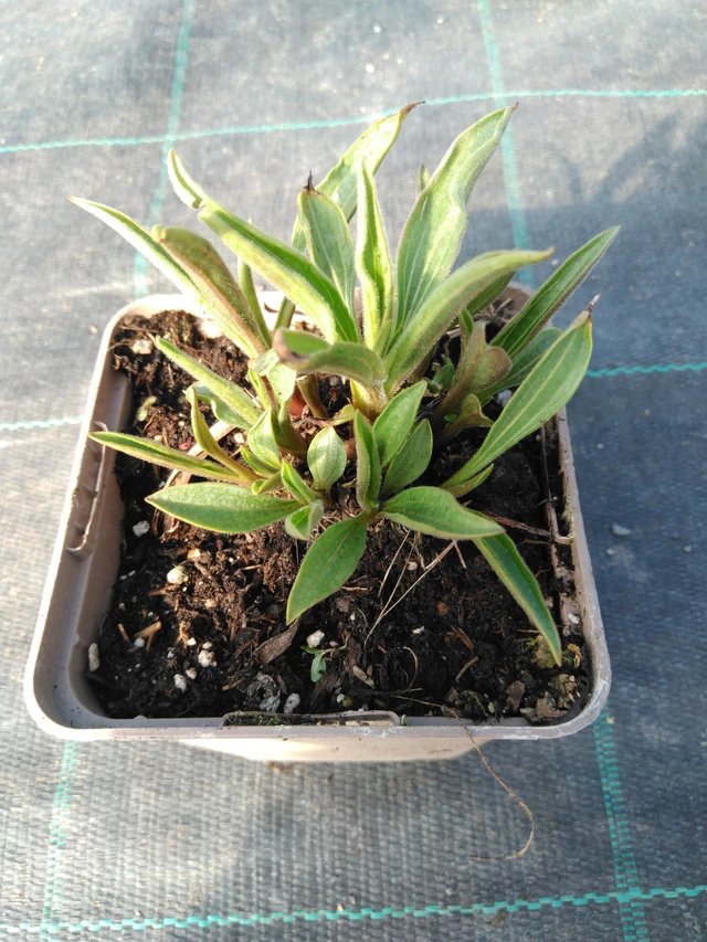 Punahattu Hula Dancer - 3. 4. 2025