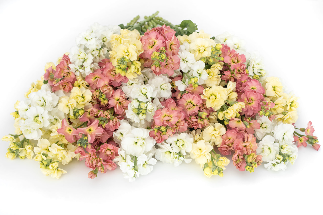 Stock StoX Antique Cream Mix, Loukykvět