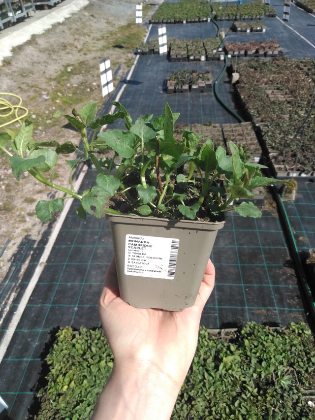 Väriminttu Cambridge Scarlet - 3. 4. 2025