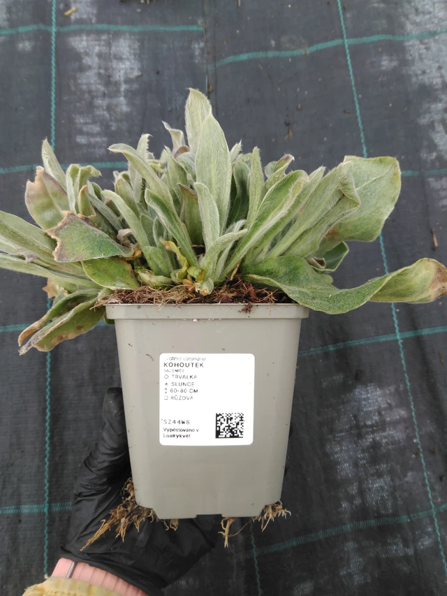 Lychnis - 1. 4. 2026