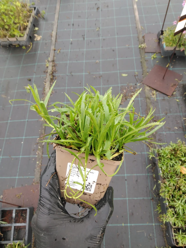 Kärsämö The Pearl - 23. 10. 2025