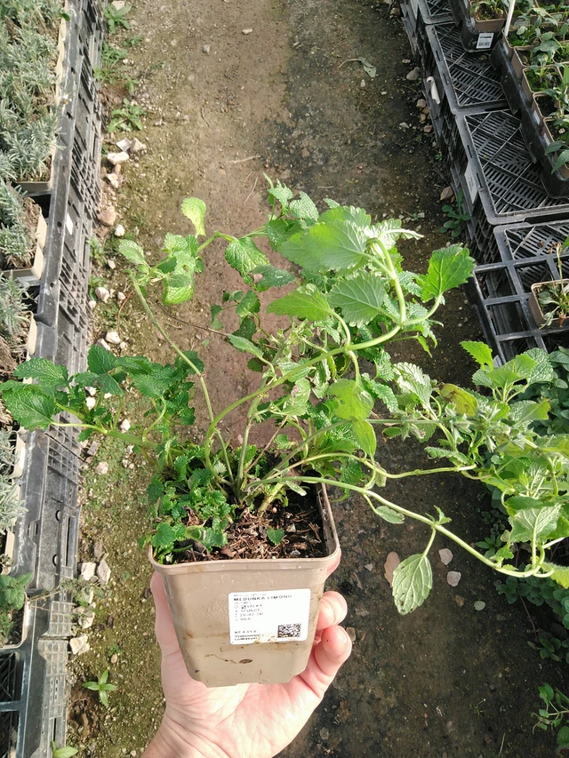 Lemon balm Limonii - 31. 10. 2025