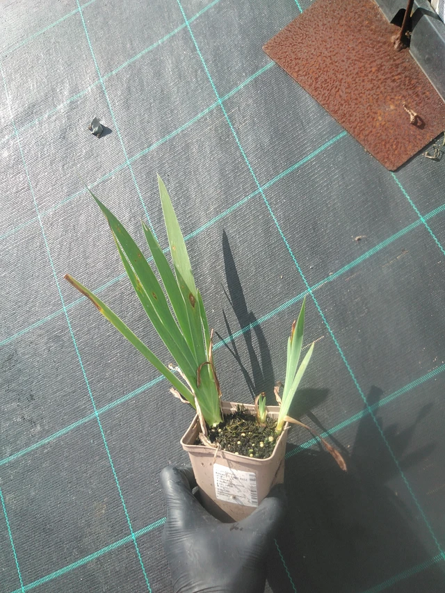 Kurjenmiekka Lime Fizz - 13. 10. 2025