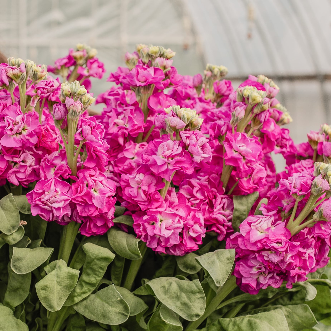 Stock StoX Deep Rose, Loukykvět