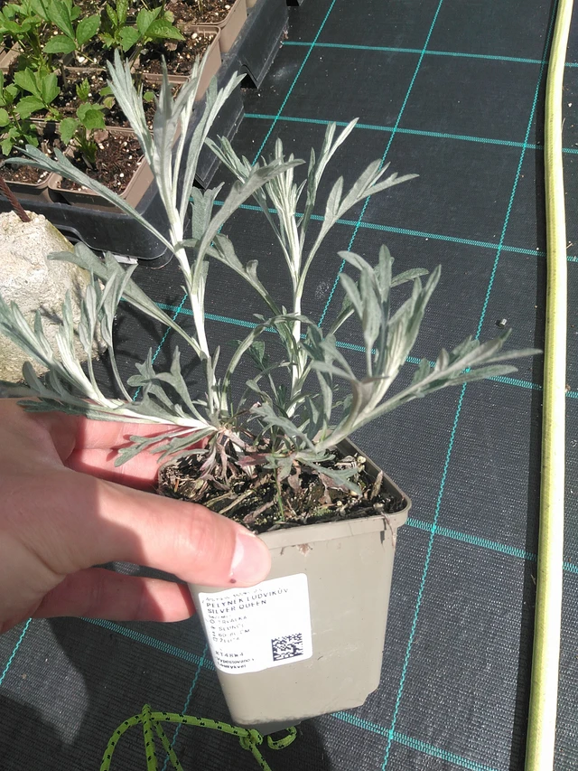 Artemisa Silver Queen - 24. 6. 2025