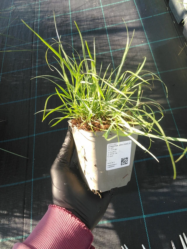 Tähkähelmikkä Silky - 1. 9. 2025