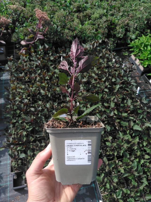 Punalatva Chocolate - 2024