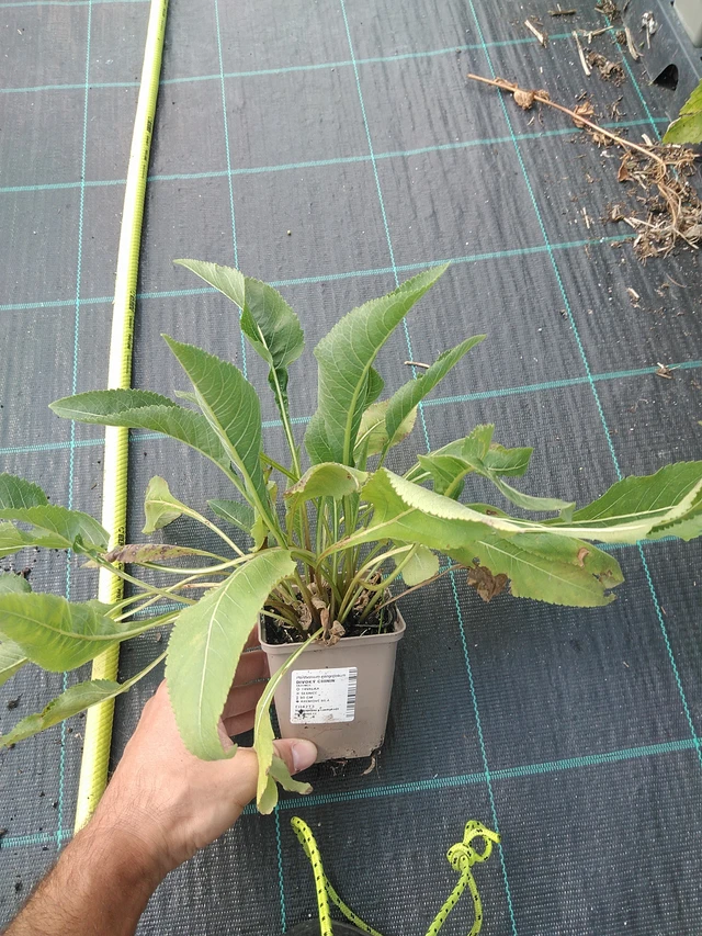 Preeriahelmikki - 24. 6. 2025