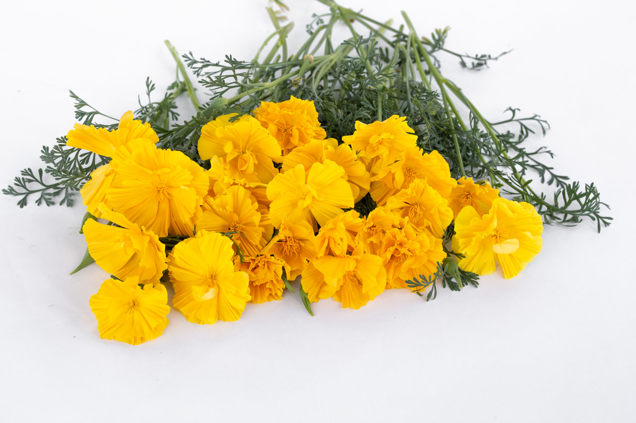 California Poppy Gold Swirl, Loukykvět