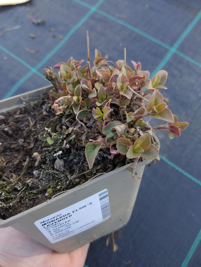 Väriminttu Elsie’s Lavender - 27. 3. 2026