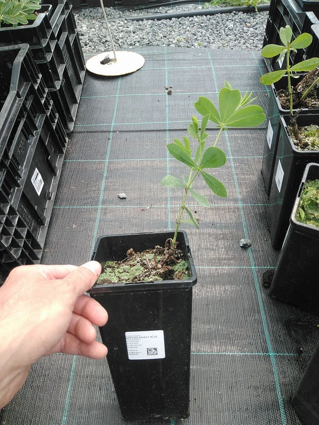 Baptisia Bright Blue - 24. 6. 2025