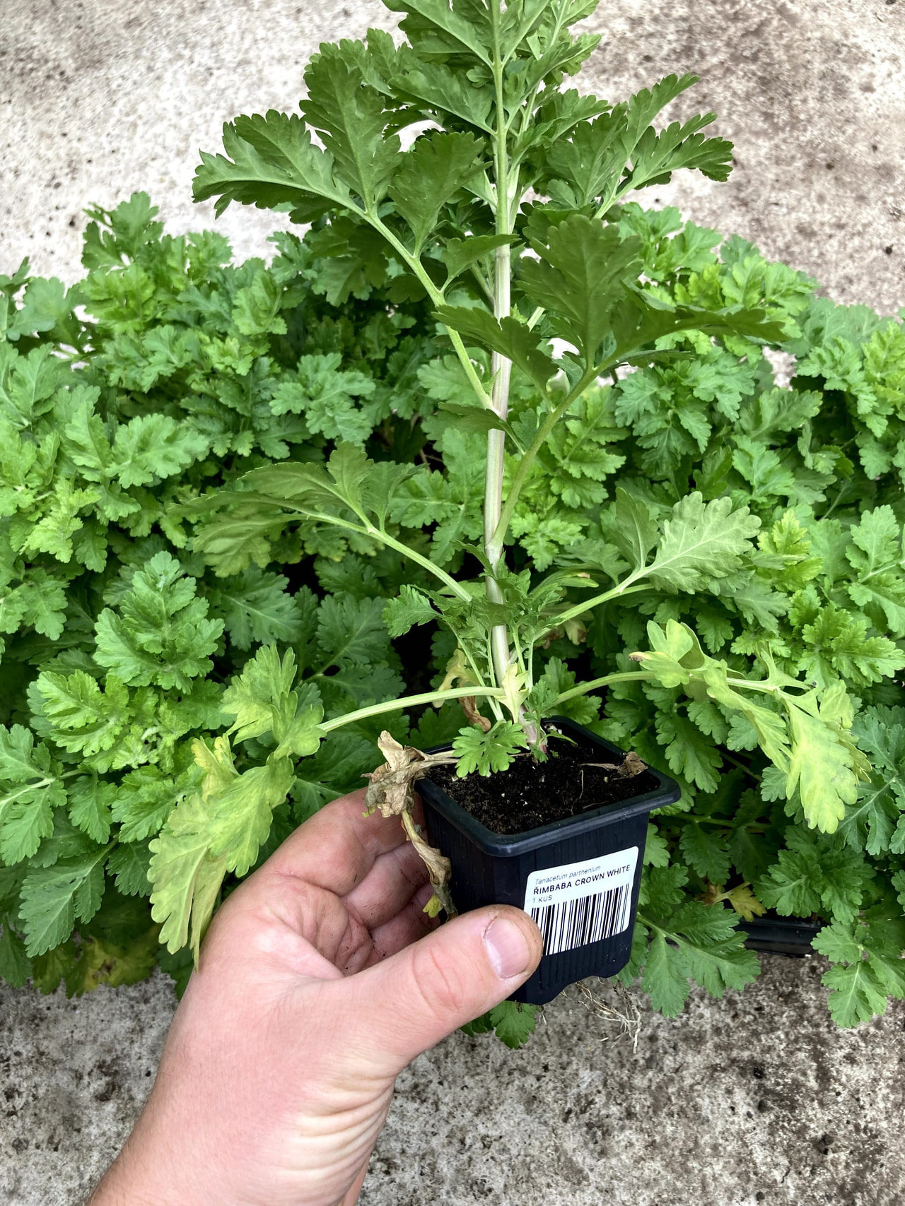 Reunuspietaryrtti Crown White, Loukykvět