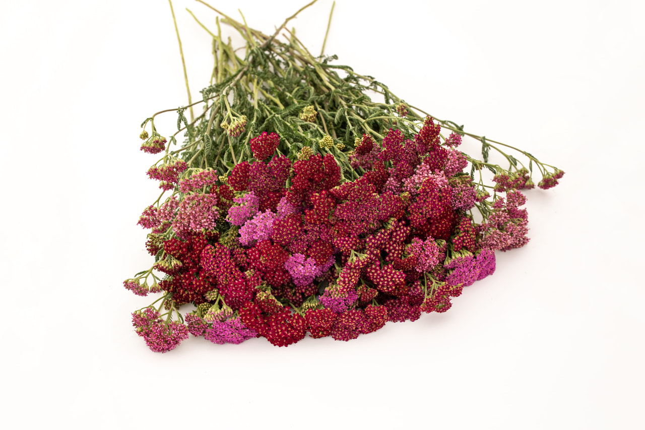 Siankärsämö Cerise Queen, Loukykvět