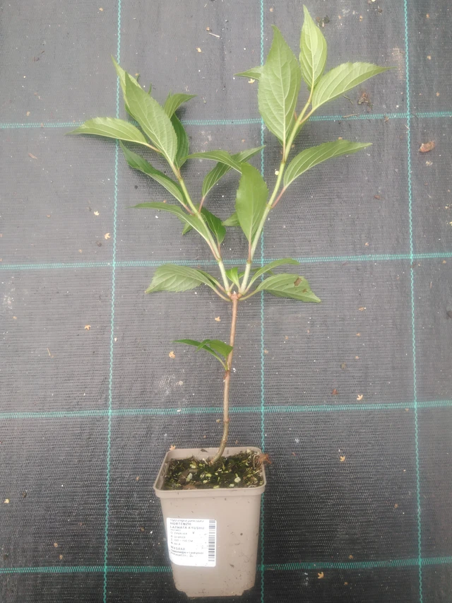 Syyshortensia Kyushu - 2024