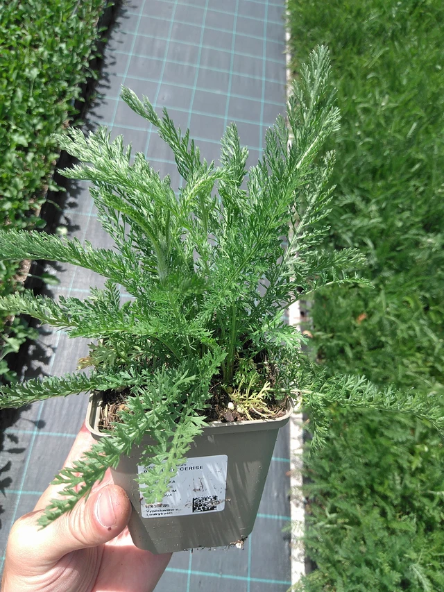 Siankärsämö Cerise Queen - 24. 6. 2025