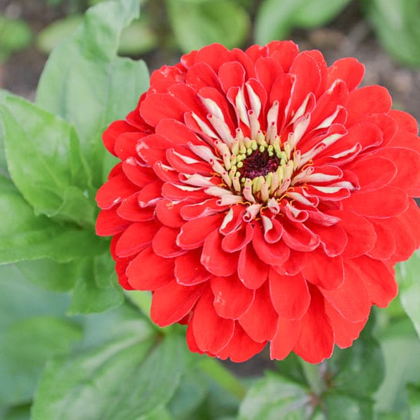 Cínia Benary’s Giant Scarlet, Loukykvět