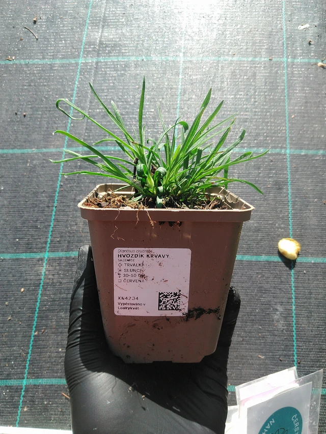 Verineilikka - 1. 9. 2025