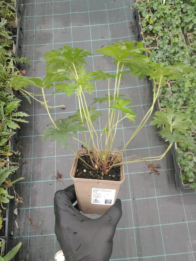 Kurjenpolvi Johnson ́s Blue - 4. 8. 2025