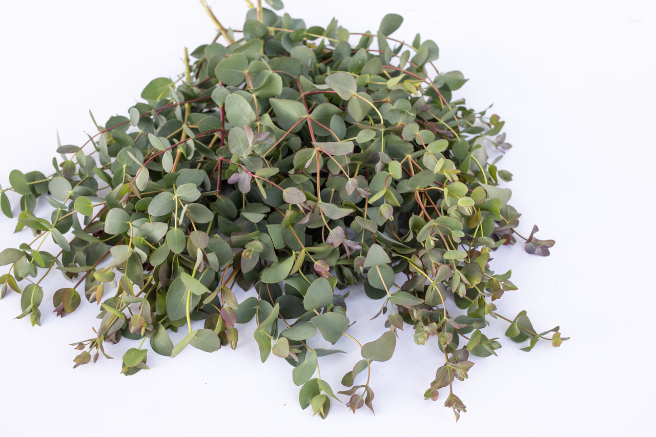 Eucalyptus stuartiana, Loukykvět