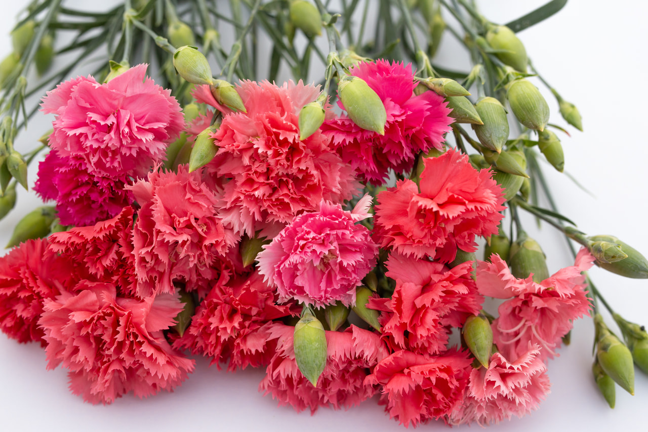 Nellike Chabaud Aurora, Loukykvět