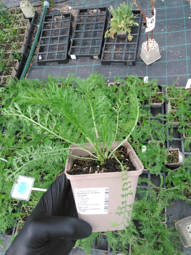 Siankärsämö Cerise Queen - 2024