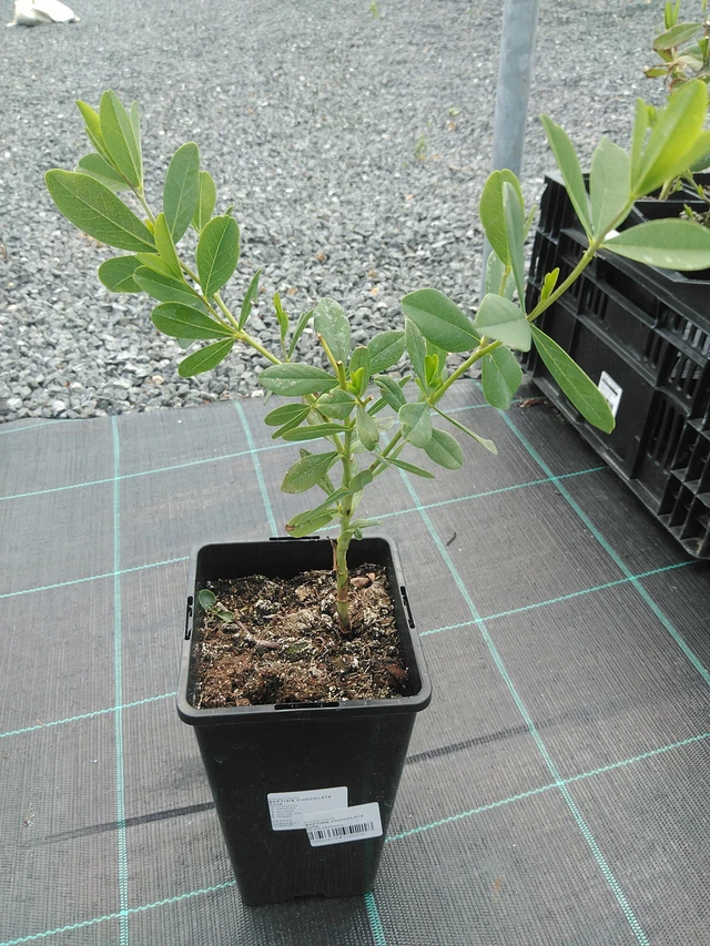 Baptisia Chocolate Chip - 24. 6. 2025