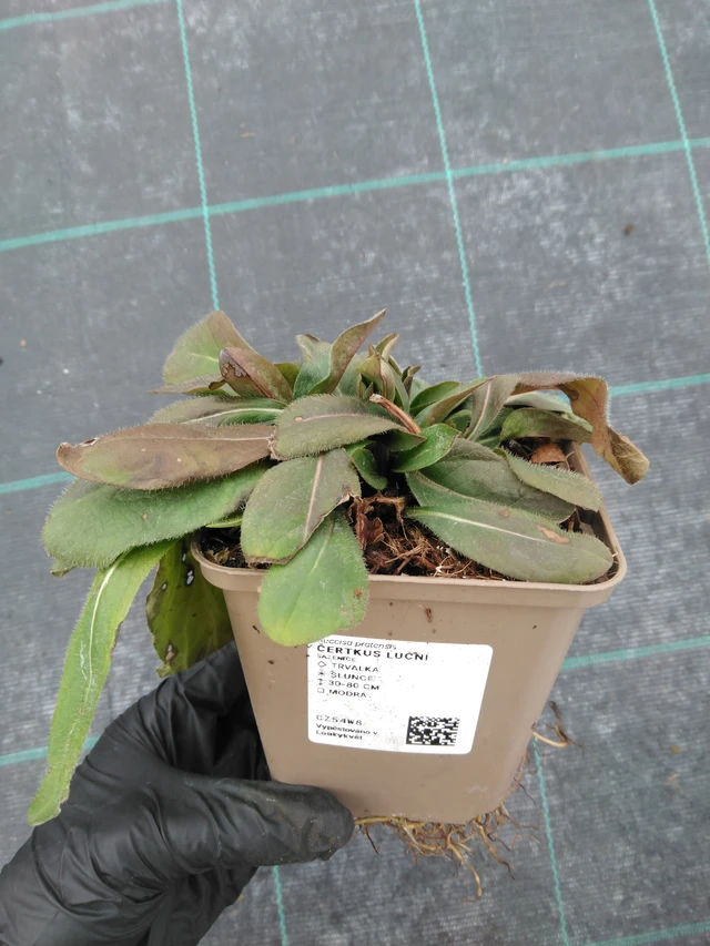 Purtojuuri - 1. 4. 2026