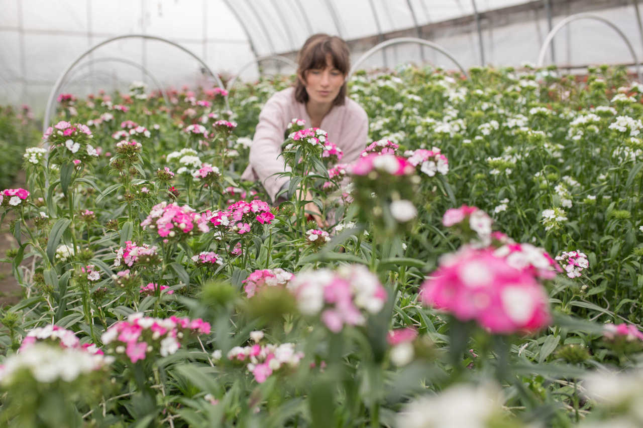 Clavel del poeta Barbienne Appleblossom, Loukykvět