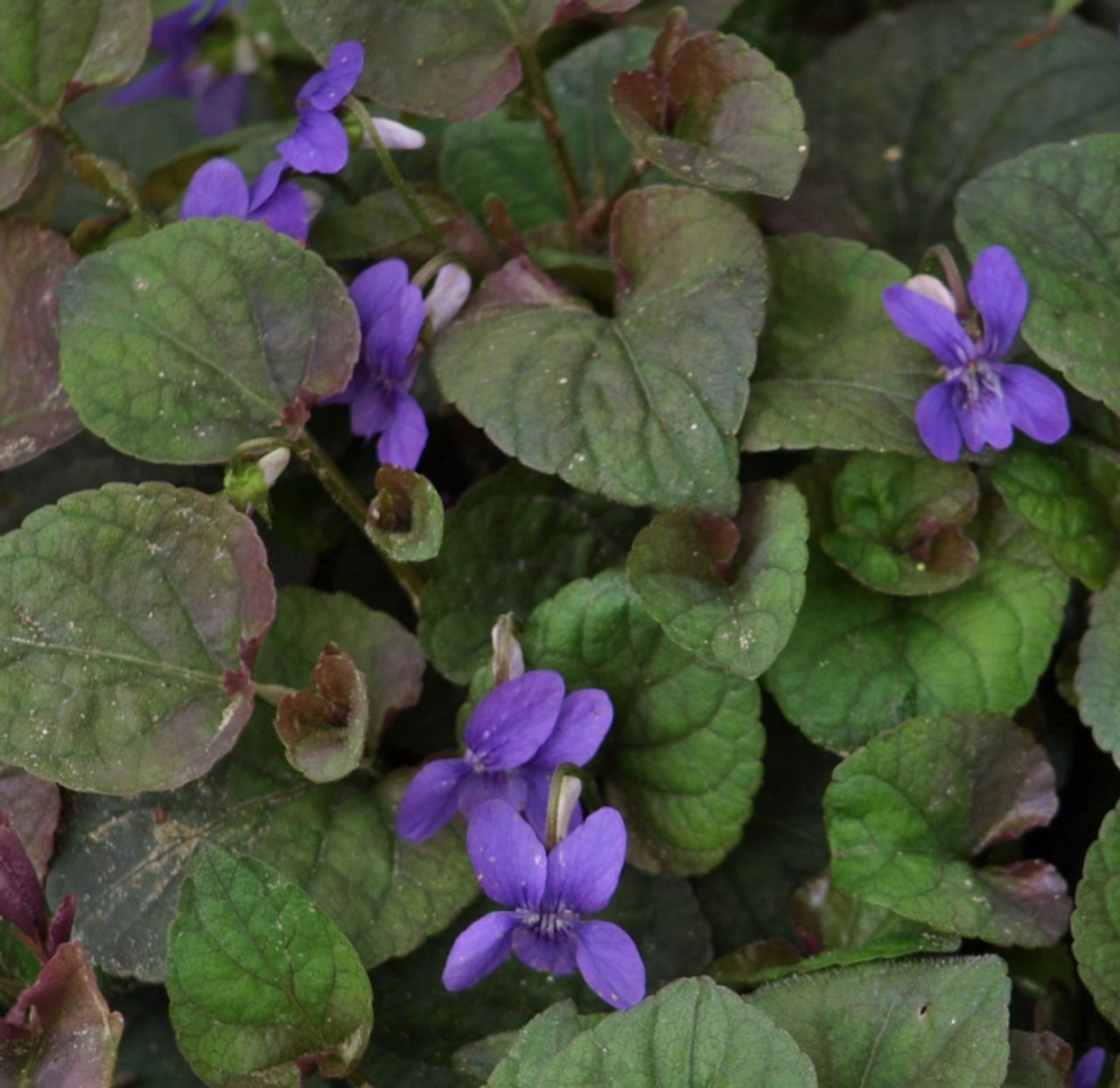 Ibolya Purpurea, Loukykvět