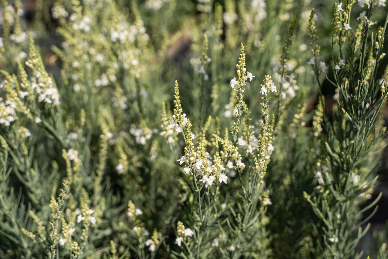 Linaria Springside White, Loukykvět