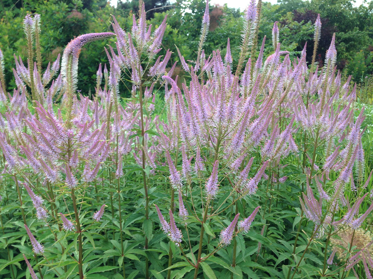 Tädykeasteri Adoration, Loukykvět