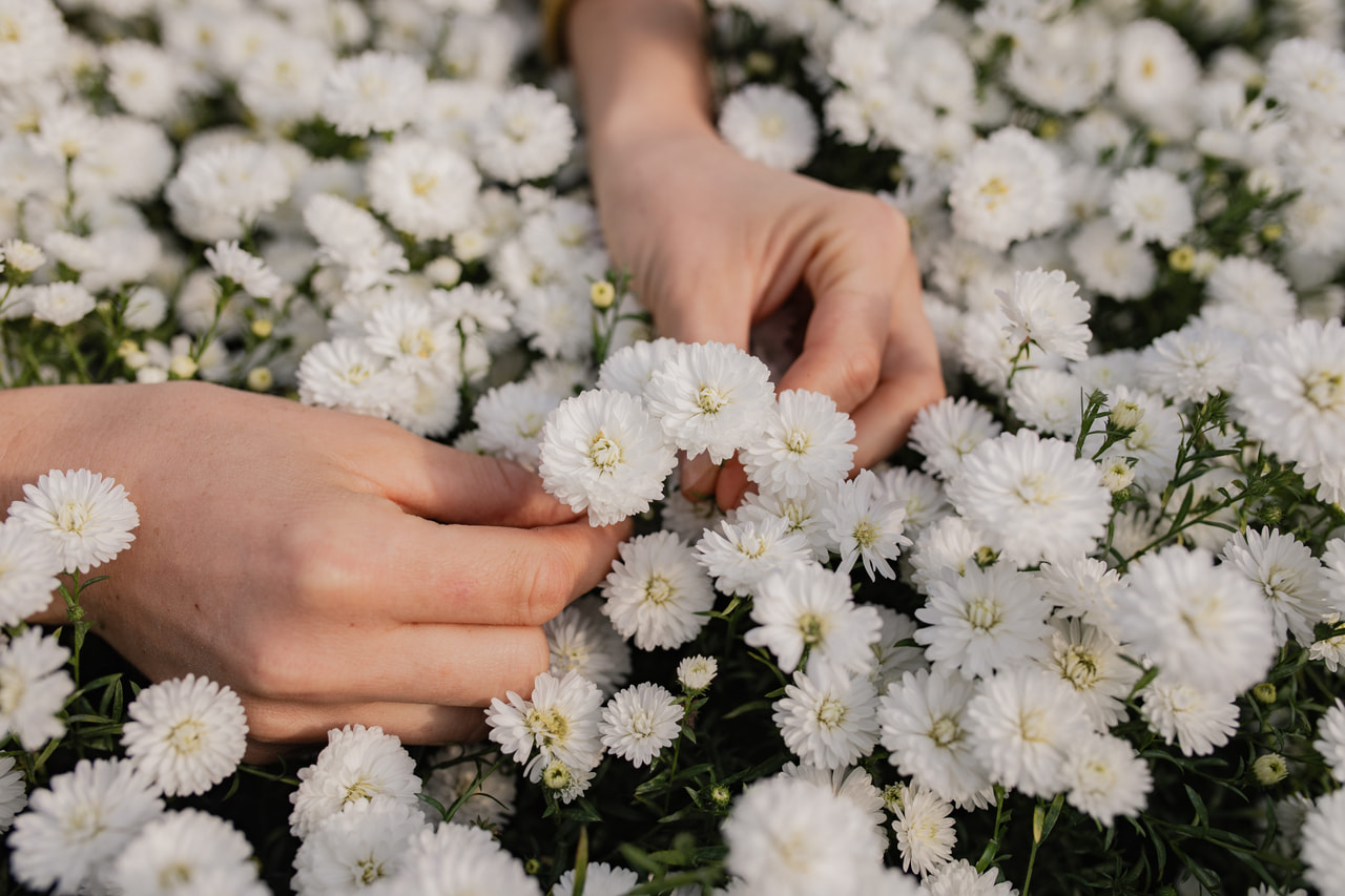 Asteri Blanca, Loukykvět