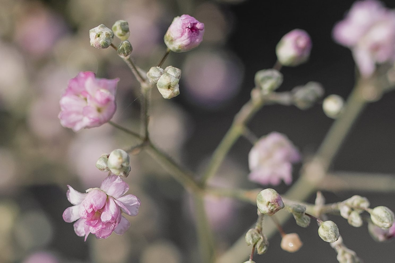 Morsiusharso Flamingo, Loukykvět