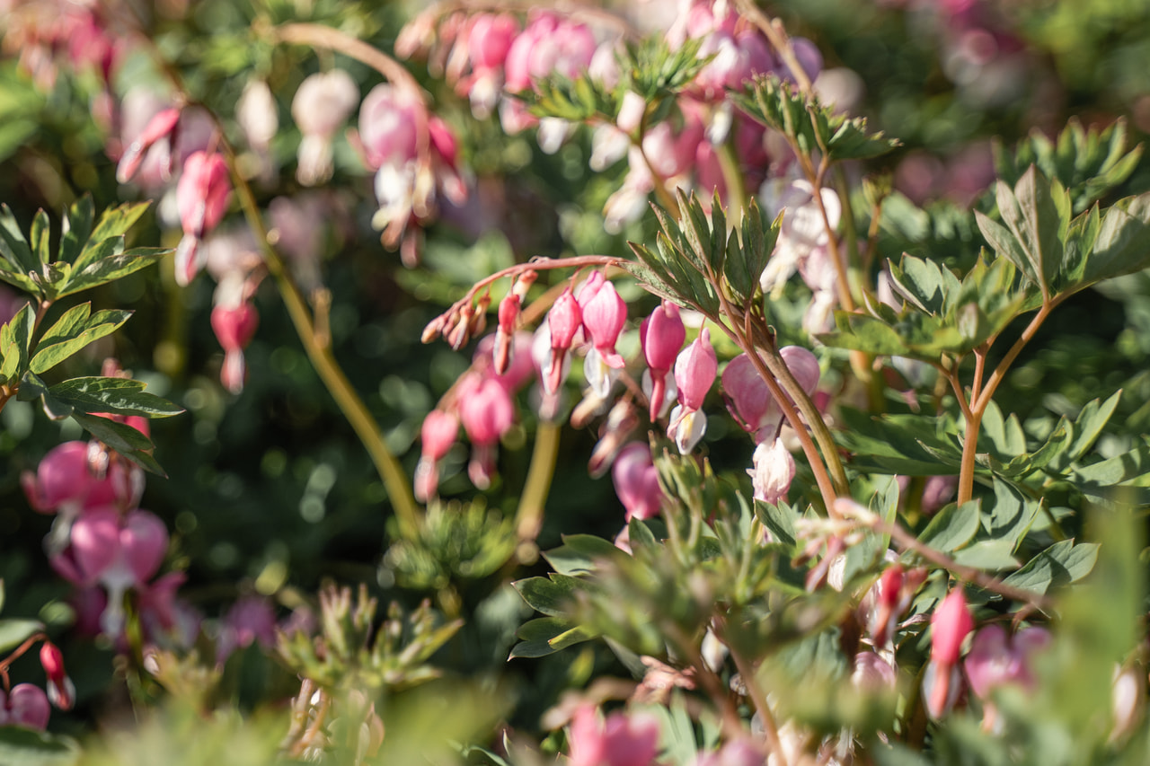 Särkynytsydän, Loukykvět