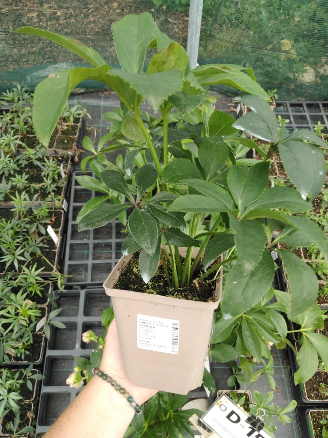 Jouluruusu Pretty Ellen Red - 2024