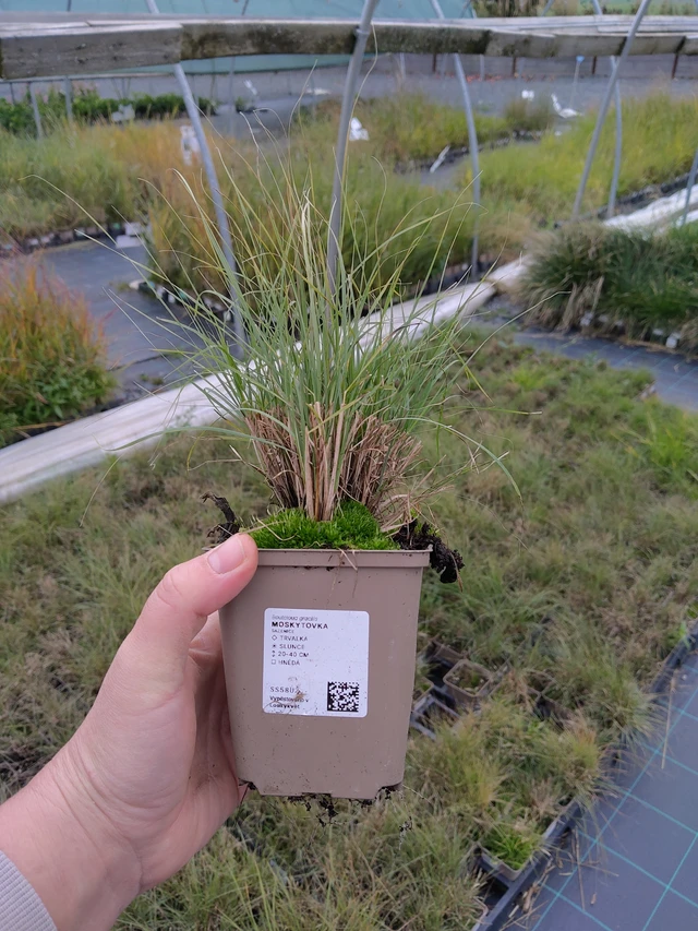 Moskiittoruoho - 10. 10. 2025