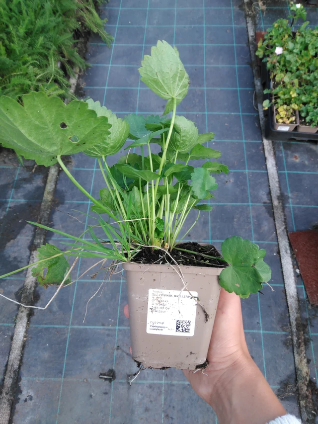 Sidalcea Brilliant - 11. 9. 2025