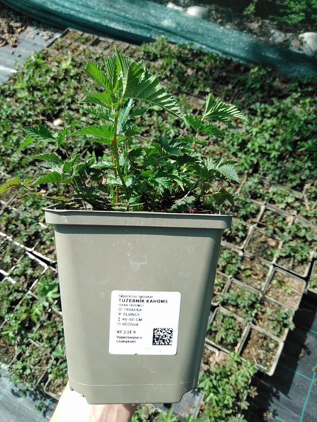 Filipendula Kahome - 13. 5. 2025