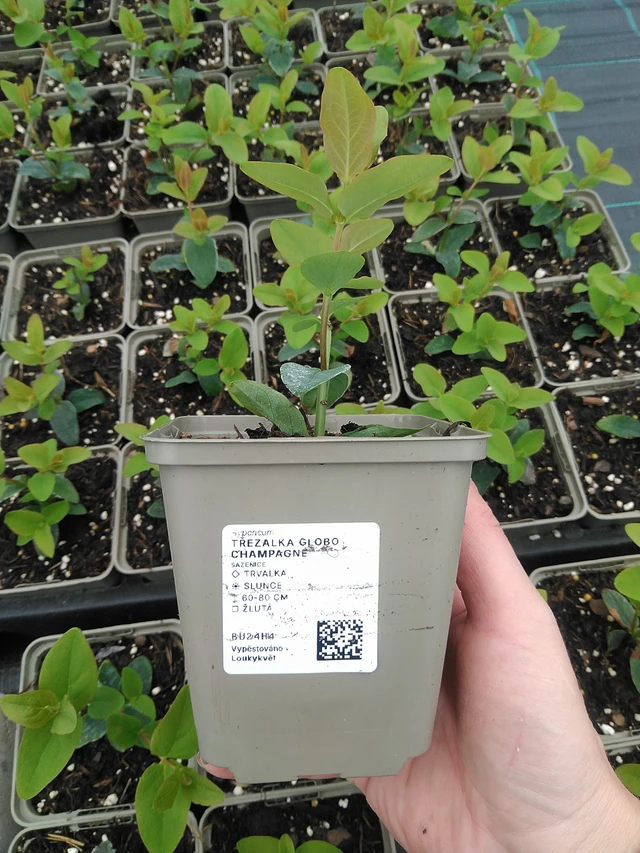 Hipérico Globo Champagne - 9. 6. 2025