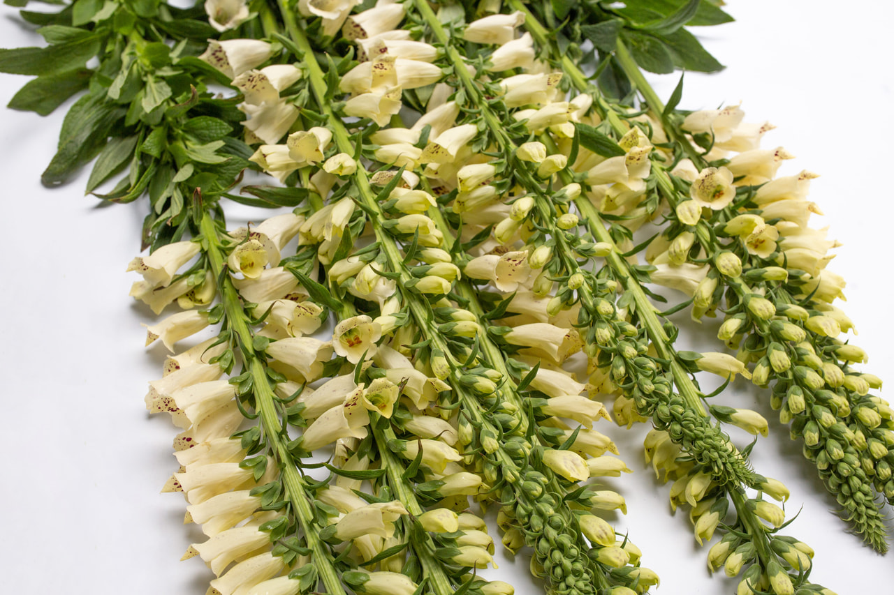 Vingerhoedskruid Dalmatian Crème, Loukykvět