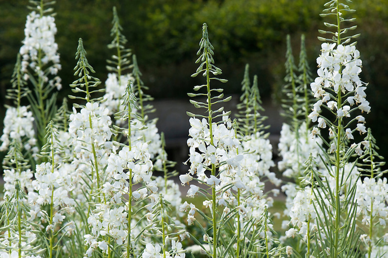 Horsma Album, Loukykvět